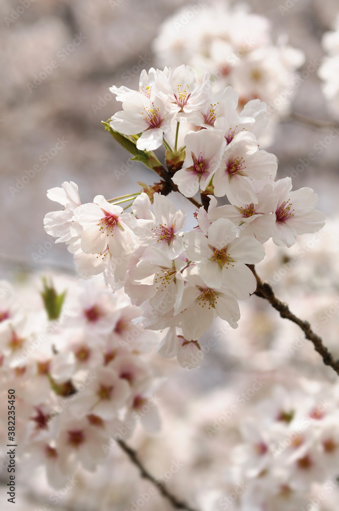 桜