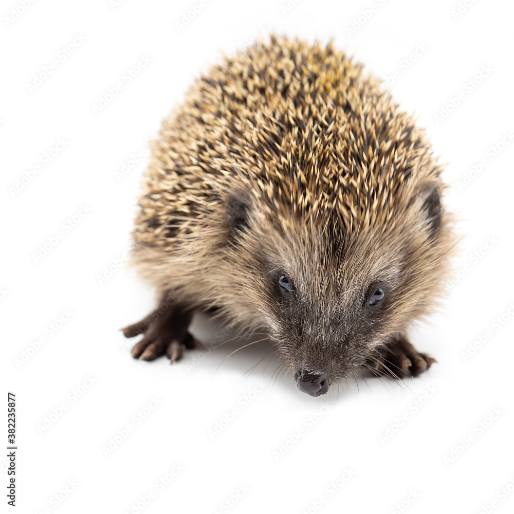 young european hedgehog isolated on white young european hedgehog isolated on white