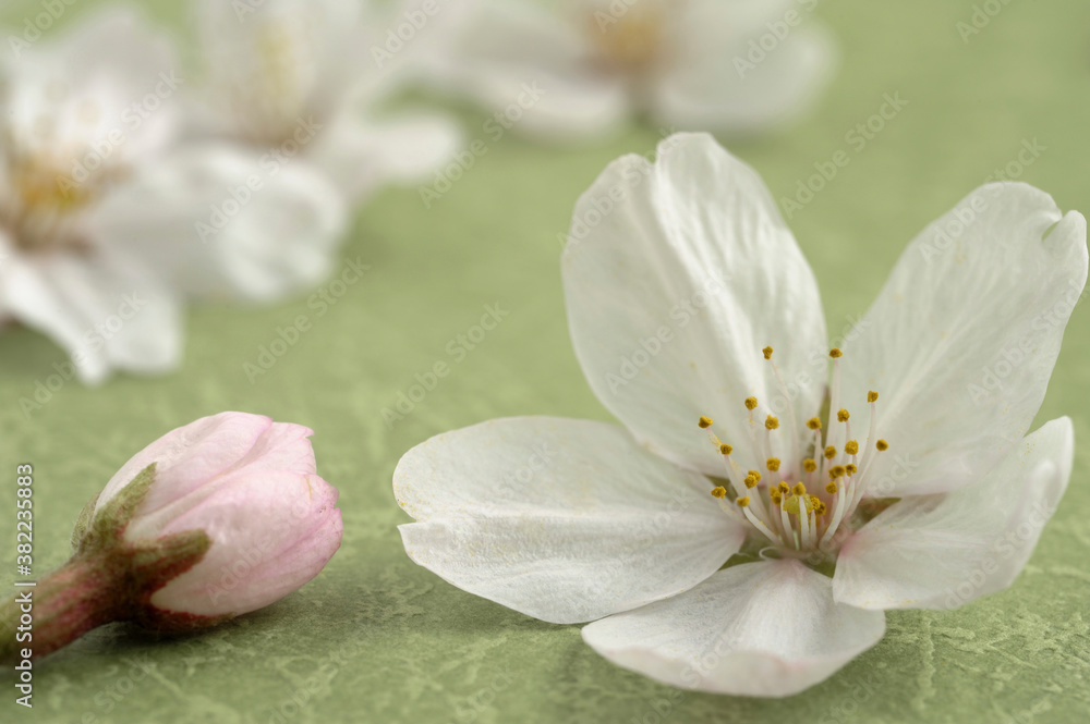 Naklejka premium さくら