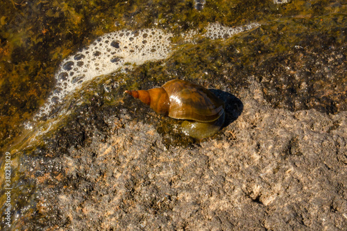 Beautiful and large pond snail on the lake on a sunny day photo