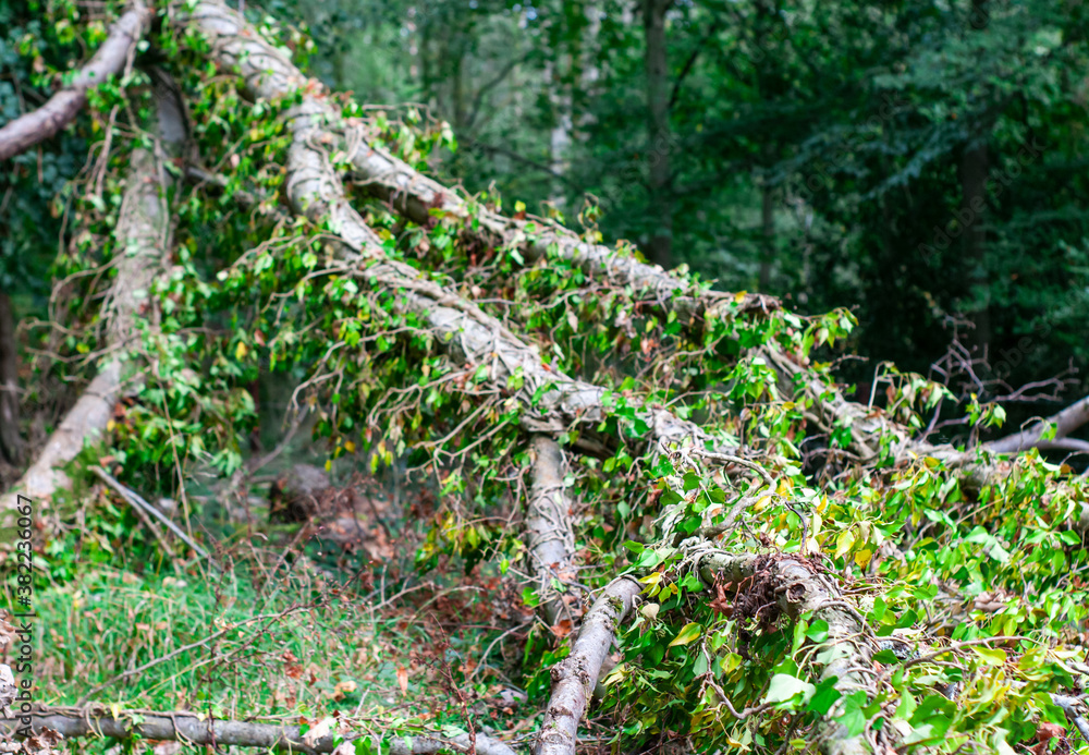 Fototapeta premium spring in the woods