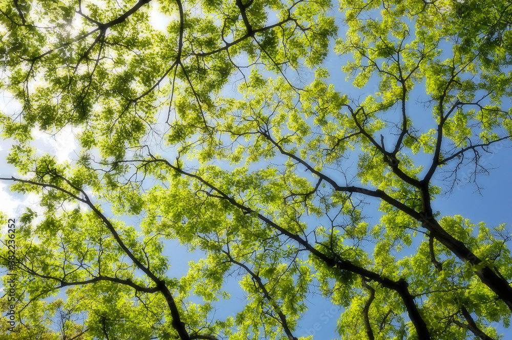 Obraz premium 新緑