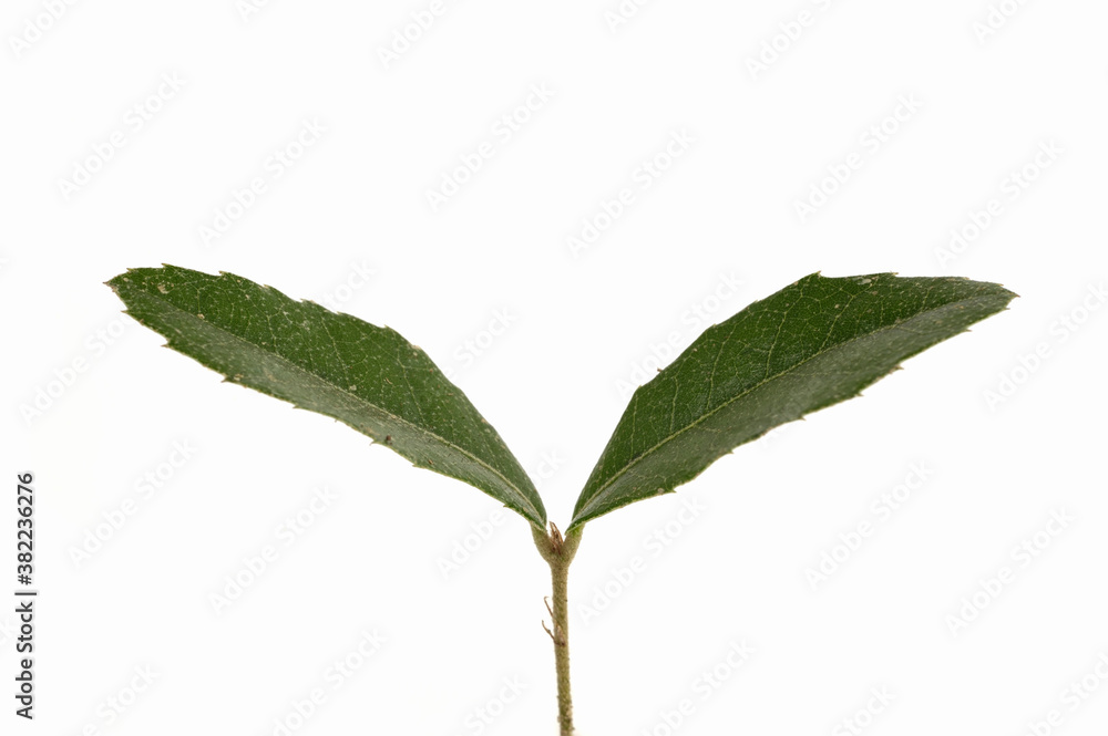 Obraz premium 新芽