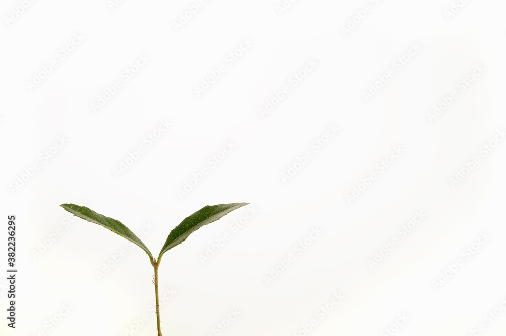 新芽 新芽