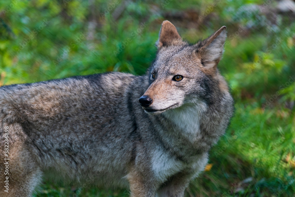Coyote in Forest