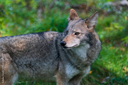 Coyote in Forest