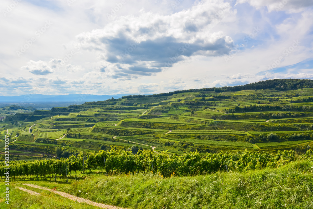 Weinbau im Kaiserstuhl / Baden-Württemberg / Deutschland