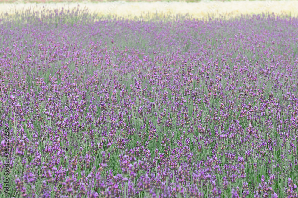 Fototapeta premium ラベンダー畑