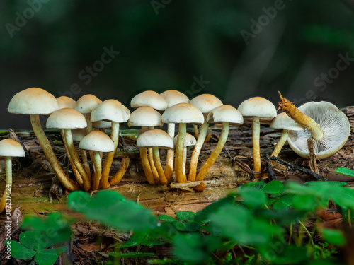 Eine Pilzgruppe von giftigen 
Grünblättrigen Schwefelköpfen (Hypholoma fascicurale) auf einem abgestorbenen Baumstamm photo