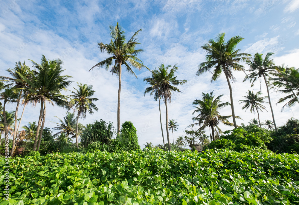 Palm trees treetops with a sunny blue sky background. Weligama , Sri Lanka.