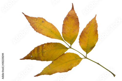 Yellow ash leaves isolated on white background.