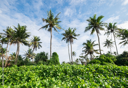 Wallpaper Mural Palm trees treetops with a sunny blue sky background. Weligama , Sri Lanka. Torontodigital.ca