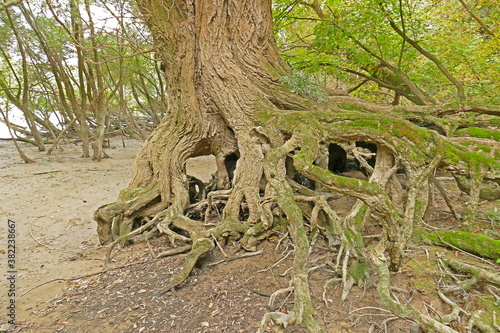 Green mossy tree roots by the riverside of Danube near Romai beach, Budapest Hungary photo