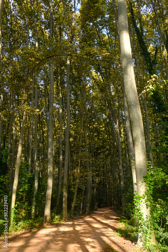 Tall trees autumn forest with yellow leaves landscape with an empty sand gravel path photo