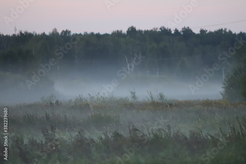 Fototapeta Naklejka Na Ścianę i Meble -  morning with fog