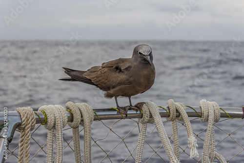 The brown or common noddy (Anous stolidus) aboard a yacht in the middle of the Pacific Ocean, 300 miles from the Tuamotu Archipelago. Its a tropical seabird with a worldwide distribution. photo