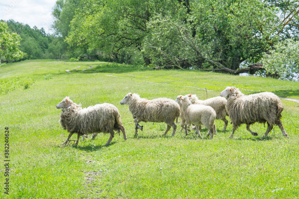 In summer, a flock of sheep grazes in nature. Some have their legs tied with a rope. In summer, a flock of sheep grazes in nature. Some have their legs tied with a rope.