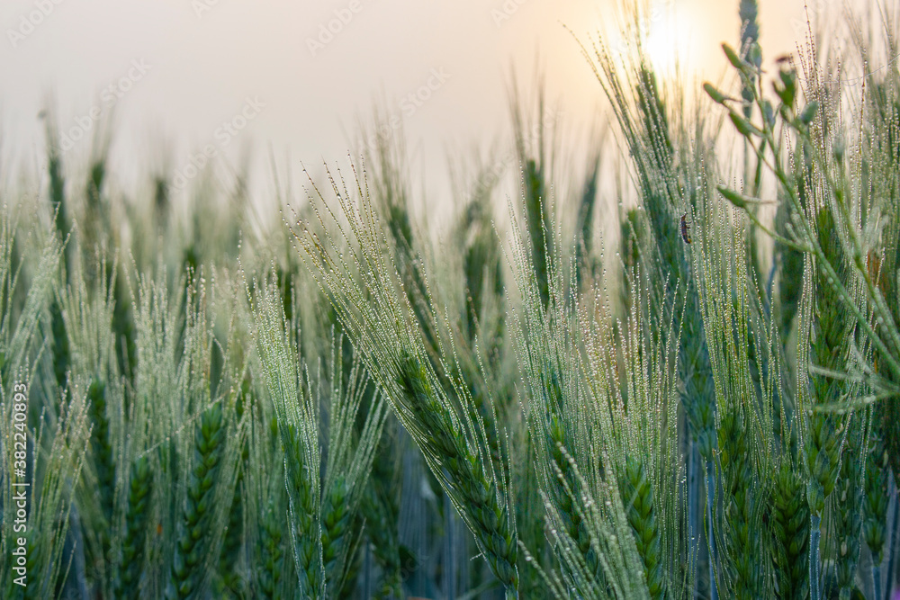 Fototapeta premium Young green spikelets of barley on the field covered with morning dew