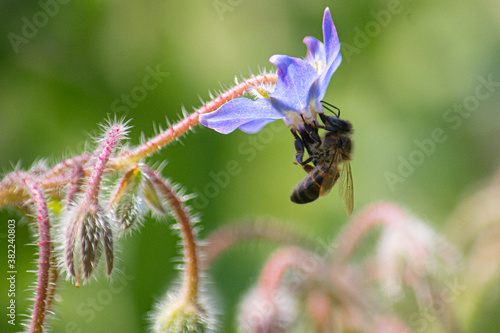 abeja polinizando una flor lila