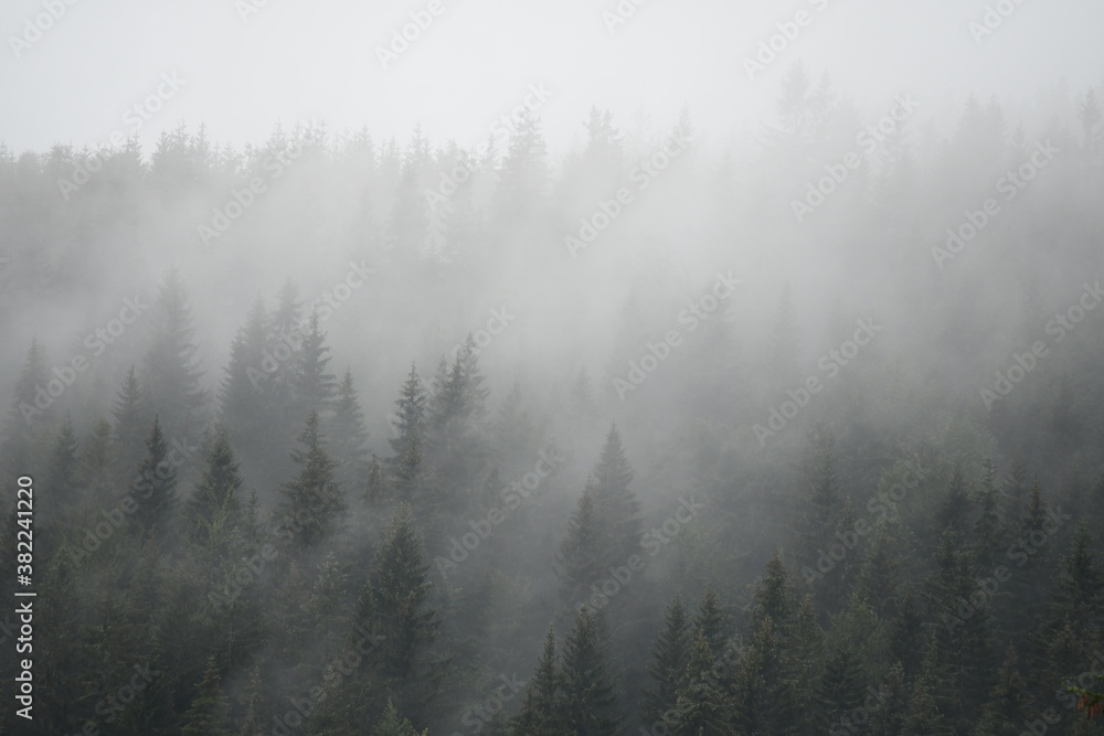 Fog above the forest