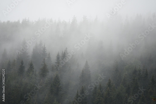 Fog above the forest