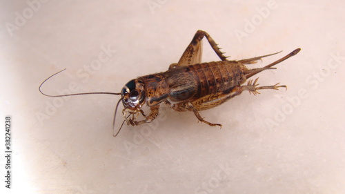 Cricket insect. close up of Cricket on white background. closeup Cricket isolated. Field Cricket. insects, insect, bugs, bug, animals, animal, wildlife, wild nature, garden, forest, woods, park