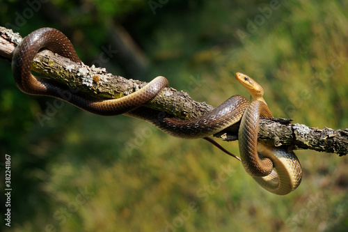 Aesculapian Snake - Zamenis longissimus, Elaphe longissima, nonvenomous olive green and yellow snake native to Europe, Colubrinae subfamily of family Colubridae. Resting on the branch photo