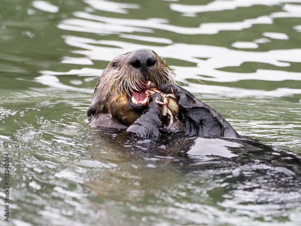 An adult female sea otter (Enhydra lutris), feeding on a crab in Elkhorn Slough near Moss Landing, California, United States of America An adult female sea otter (Enhydra lutris), feeding on a crab in Elkhorn Slough near Moss Landing, California, United States of America
