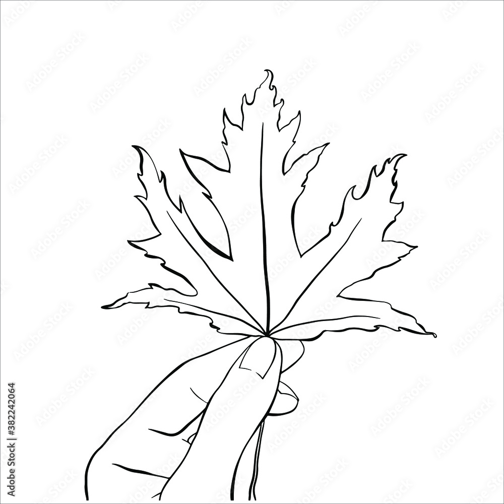 Logo of woman hand holding maple leaf in a minimal linear style. Vector ...