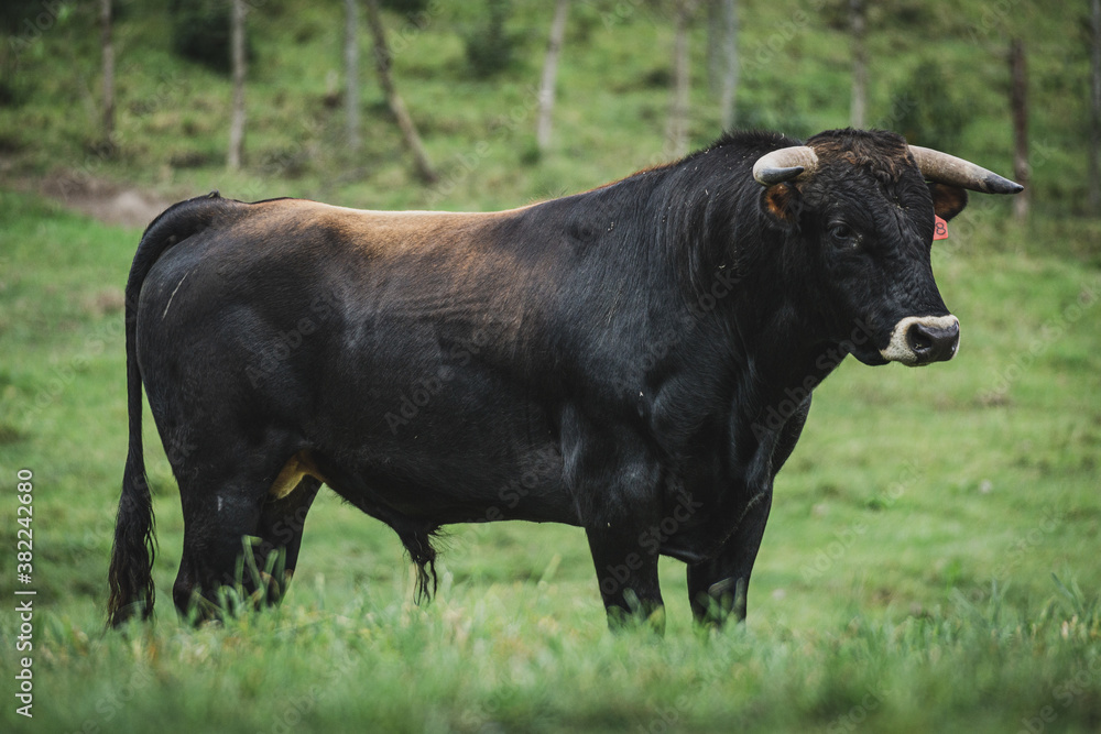 Bullfighting steer in the Ecuadorian grasslands Bullfighting steer in the Ecuadorian grasslands