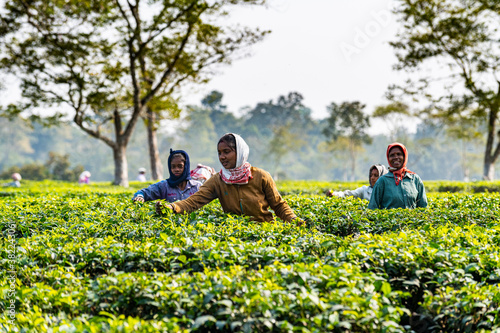 Women picking tea from the tea plants on a tea plantation, Assam, India photo