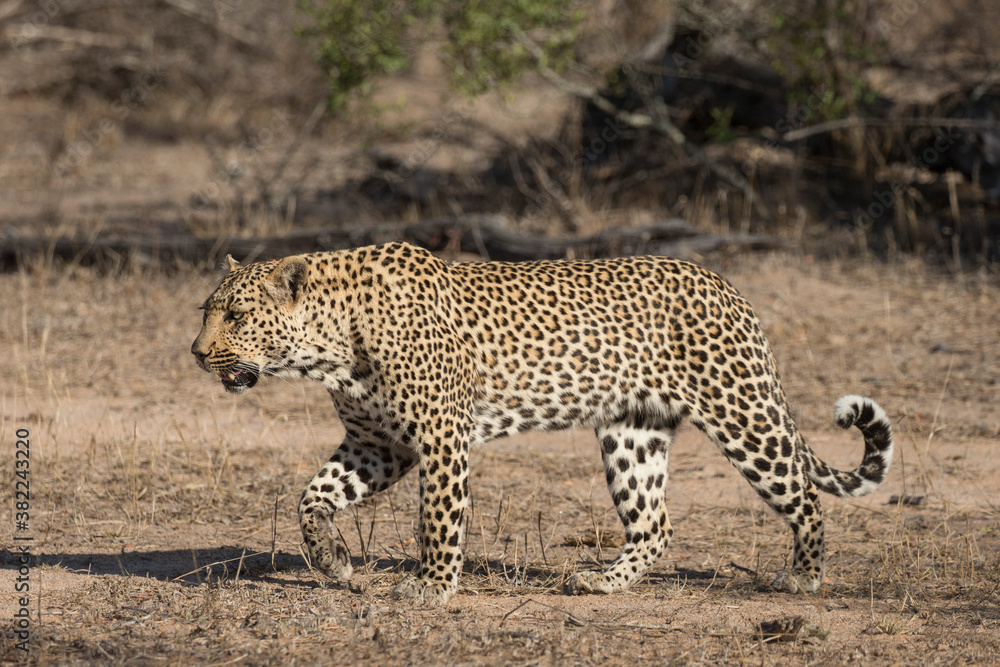Leopard (Panthera pardus), Elephant Plains, Sabi Sand Game Reserve Leopard (Panthera pardus), Elephant Plains, Sabi Sand Game Reserve