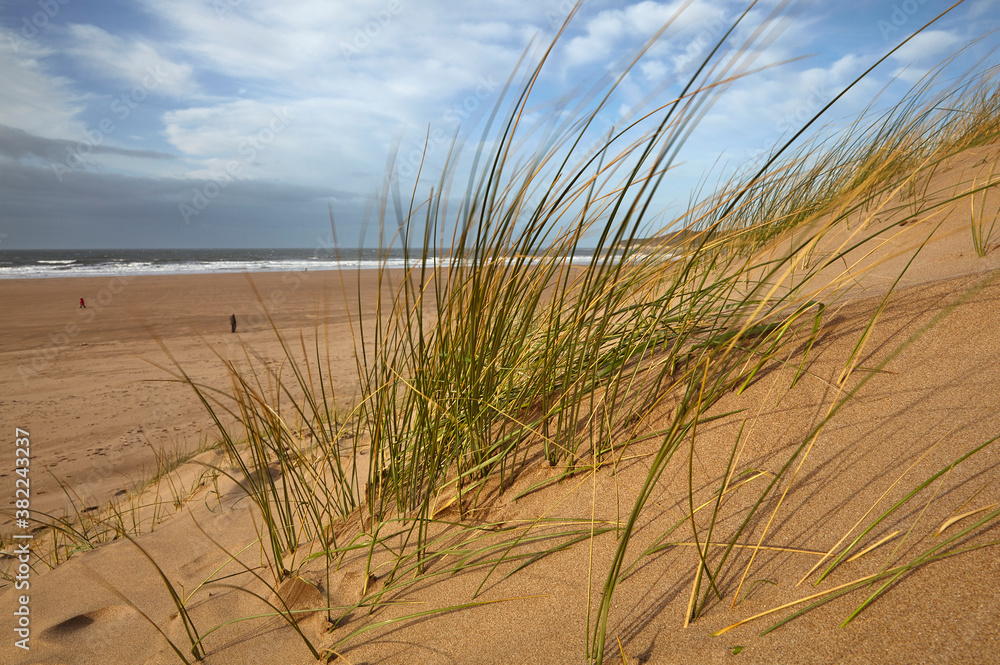 Marram grass stabilising sand dunes along the edge of a magnificent beach, at Woolacombe, north Devon, England, United Kingdom Marram grass stabilising sand dunes along the edge of a magnificent beach, at Woolacombe, north Devon, England, United Kingdom