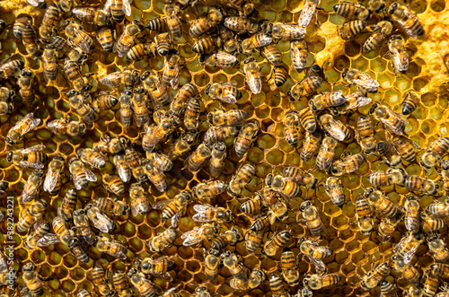 Honey bees on honeycomb, Mexico photo