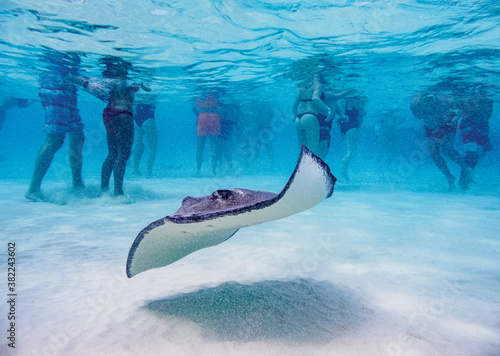 Southern stingray (Hypanus americanus), Stingray City, Grand Cayman, Cayman Islands, Caribbean