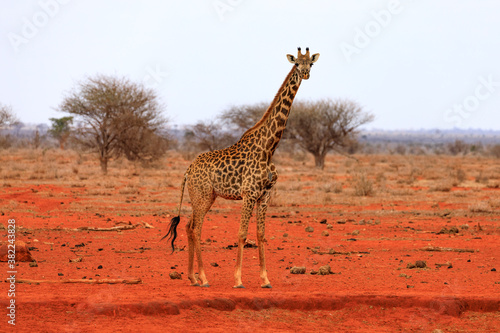 National Park Tsavo East in Kenia  Giraffen.