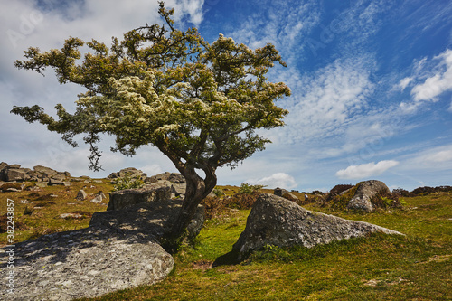 A classic Dartmoor scene, a hawthorn tree in flower in early summer on Bonehill Rocks, Dartmoor National Park, Devon, England, United Kingdom