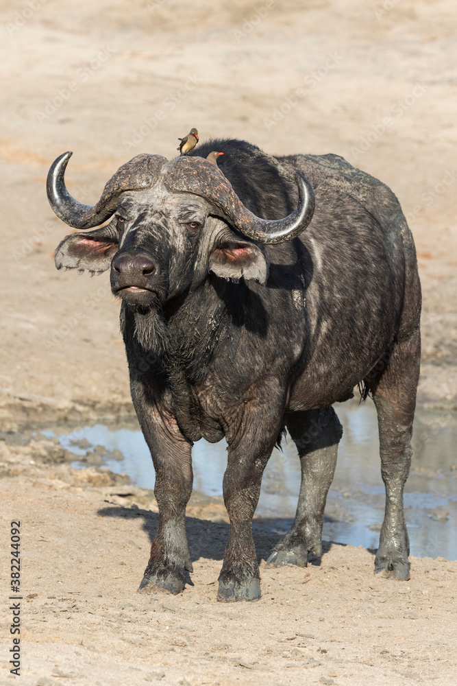 Cape buffalo (Syncerus cafer), Elephant Plains, Sabi Sand Game Reserve Cape buffalo (Syncerus cafer), Elephant Plains, Sabi Sand Game Reserve