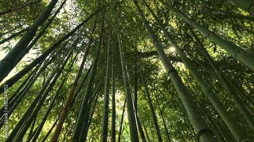Bamboo forest, jungle, looking up at exotic lush green bamboo tree canopy and sun rays beaming through among stems