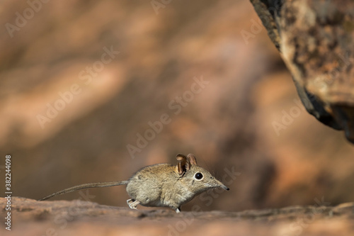 Eastern rock elephant shrew (Elephantulus myurus), Tuli Game Reserve, Botswana