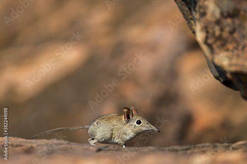 Eastern rock elephant shrew (Elephantulus myurus), Tuli Game Reserve, Botswana photo