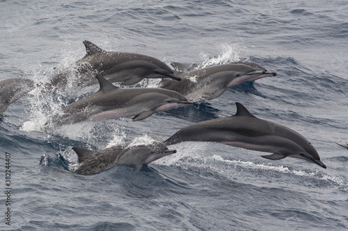 Clymene dolphins (Stenella clymene) porpoising and showing distinctive tripartite colour pattern, Sao Tome and Principe photo