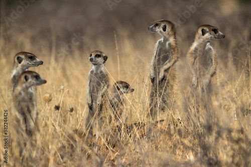 Meerkats (Suricata suricatta), Kgalagadi Transfrontier Park photo