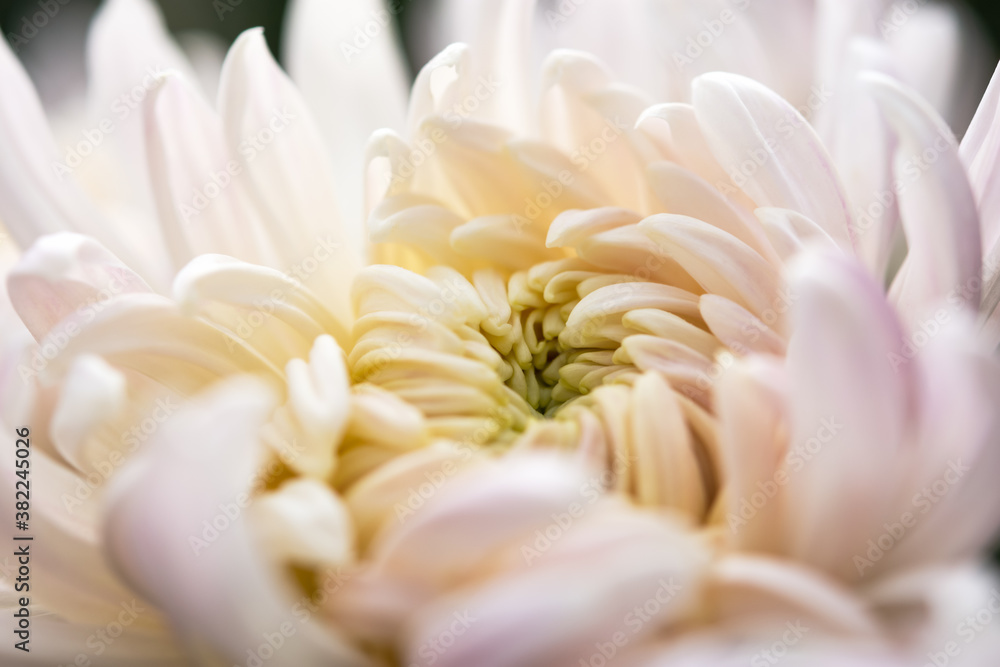 Background of pink chrysanthemum petals in soft focus. Full flower frame with space for text. Macrophotography of flowers. The concept of mother's day. The layout of the greeting card. Autumn.