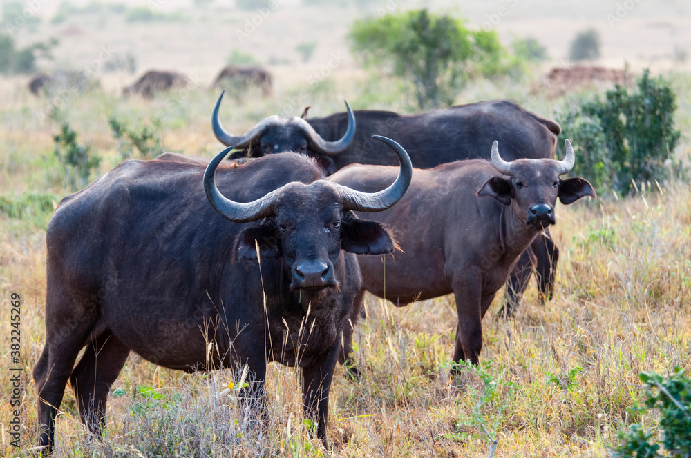 Herd of African Buffalo (Syncerus caffer), Taita Hills Wildlife Sanctuary, Kenya Herd of African Buffalo (Syncerus caffer), Taita Hills Wildlife Sanctuary, Kenya