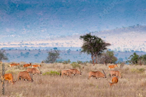 Gemsboks (Oryx gazella), hartebeest (Alcelaphus buselaphus) (Kongoni), Tsavo East National Park, Kenya photo