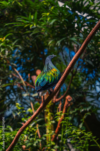 bird on a tree Nicobar pigeon 