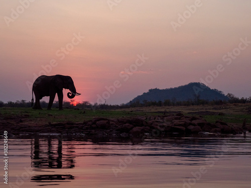 An adult African bush elephant (Loxodonta africana) at sunset on the shore of Lake Kariba photo