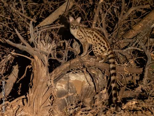 Adult rusty-spotted genet (Genetta maculata), at night in the Save Valley Conservancy photo