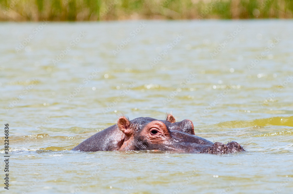 Hippopotamus (Hippopotamus amphibius), Lake Jipe, Tsavo West National Park, Kenya Hippopotamus (Hippopotamus amphibius), Lake Jipe, Tsavo West National Park, Kenya